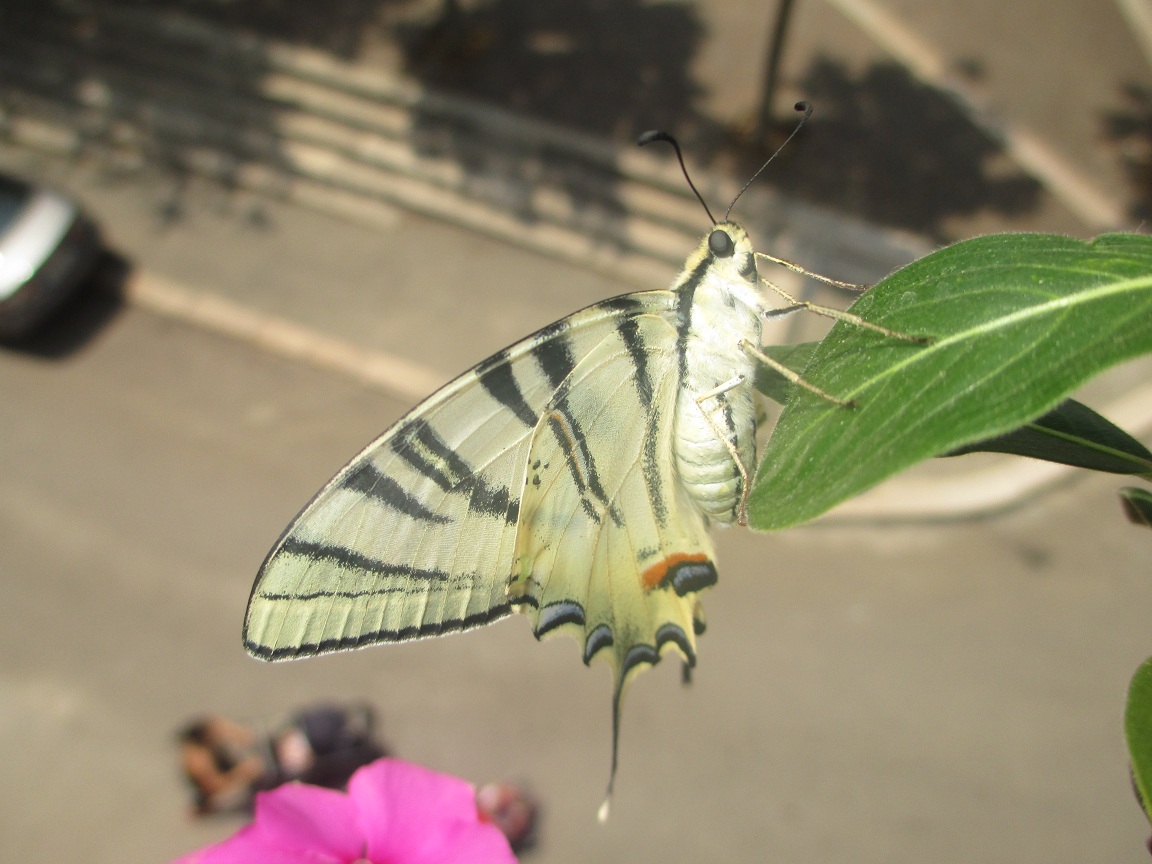 Iphiclides podalirius? - S